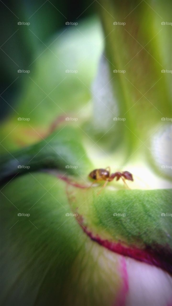 Ant