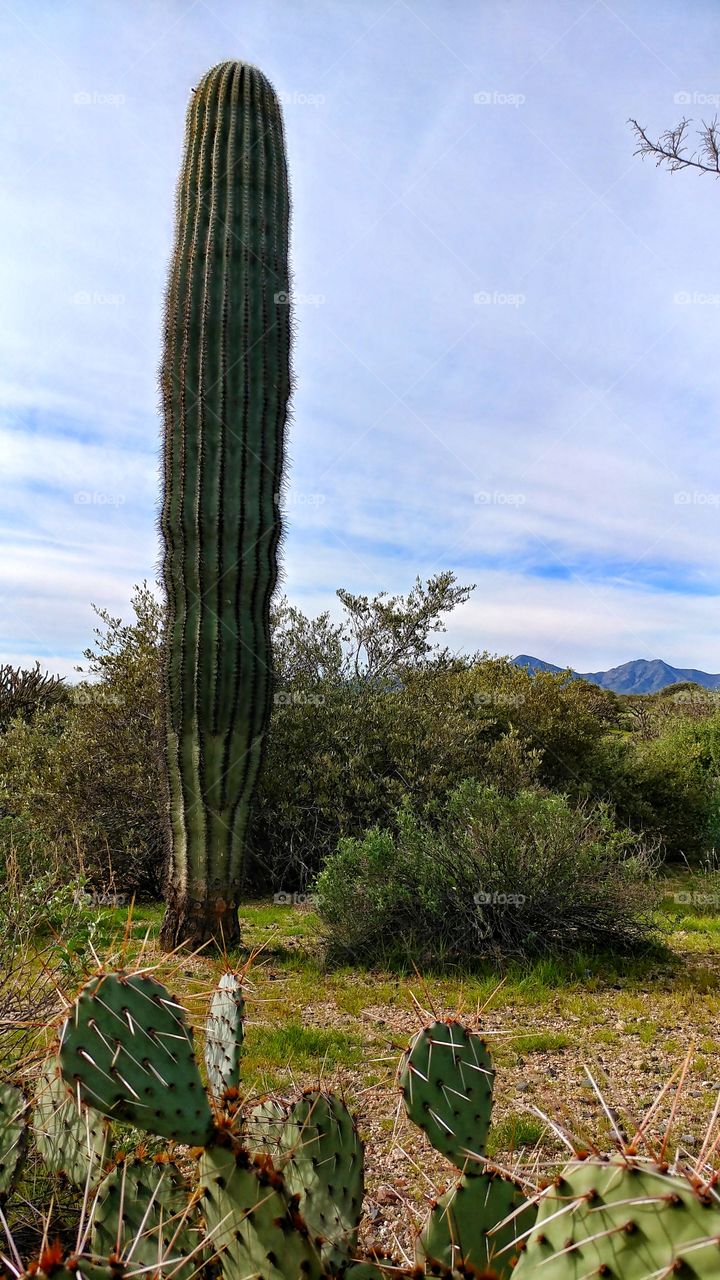 cactus