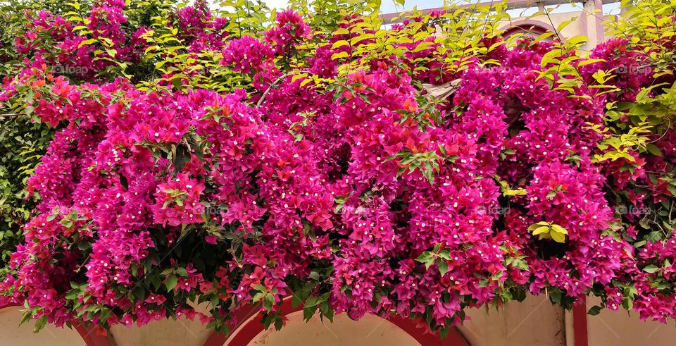 Pink bunch of flowers