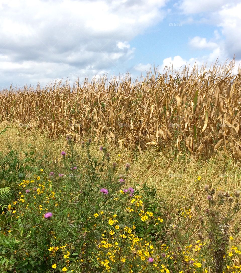 Fall at the farm