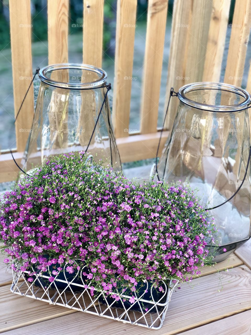 Pink / Purple summer flowers 