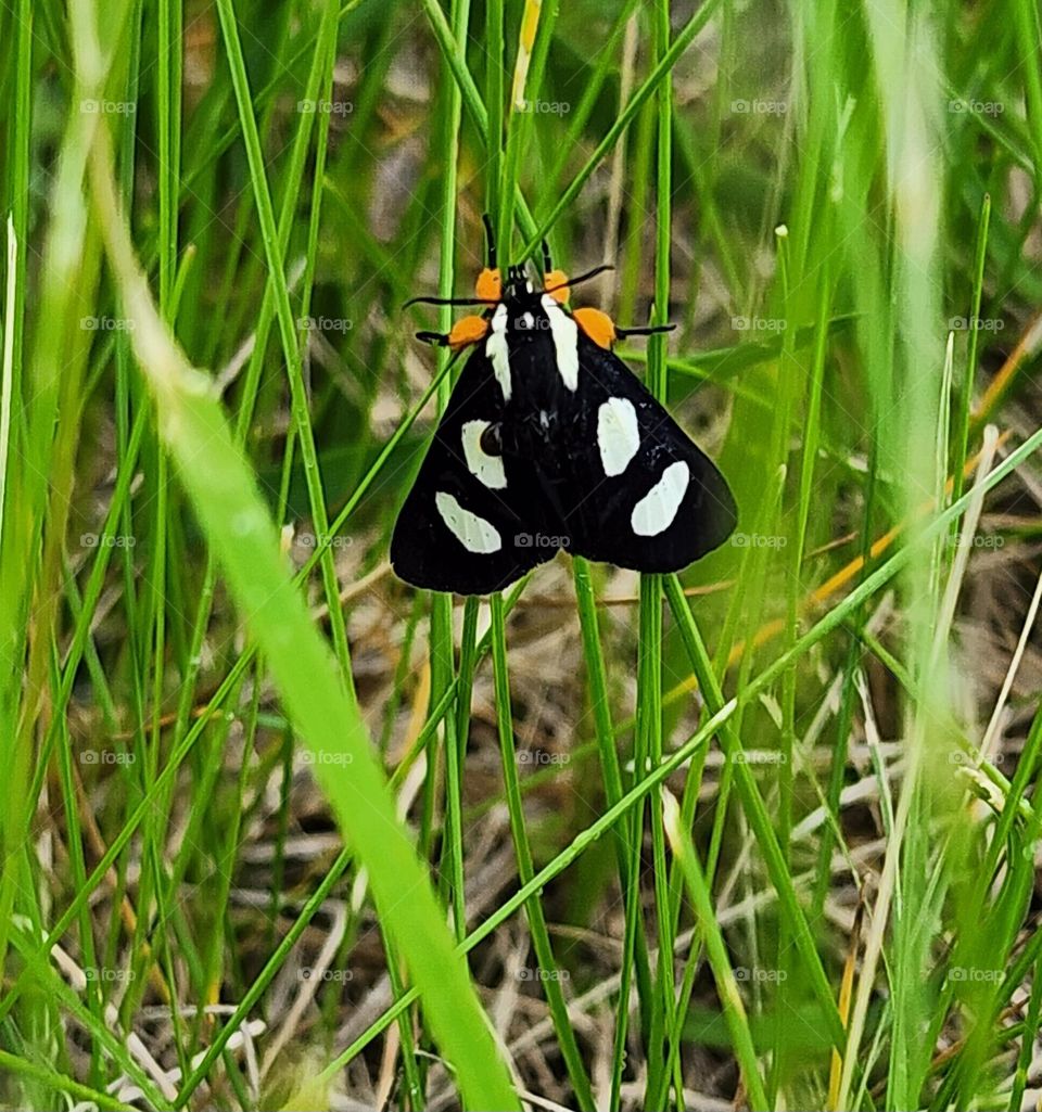 Moth in Grass