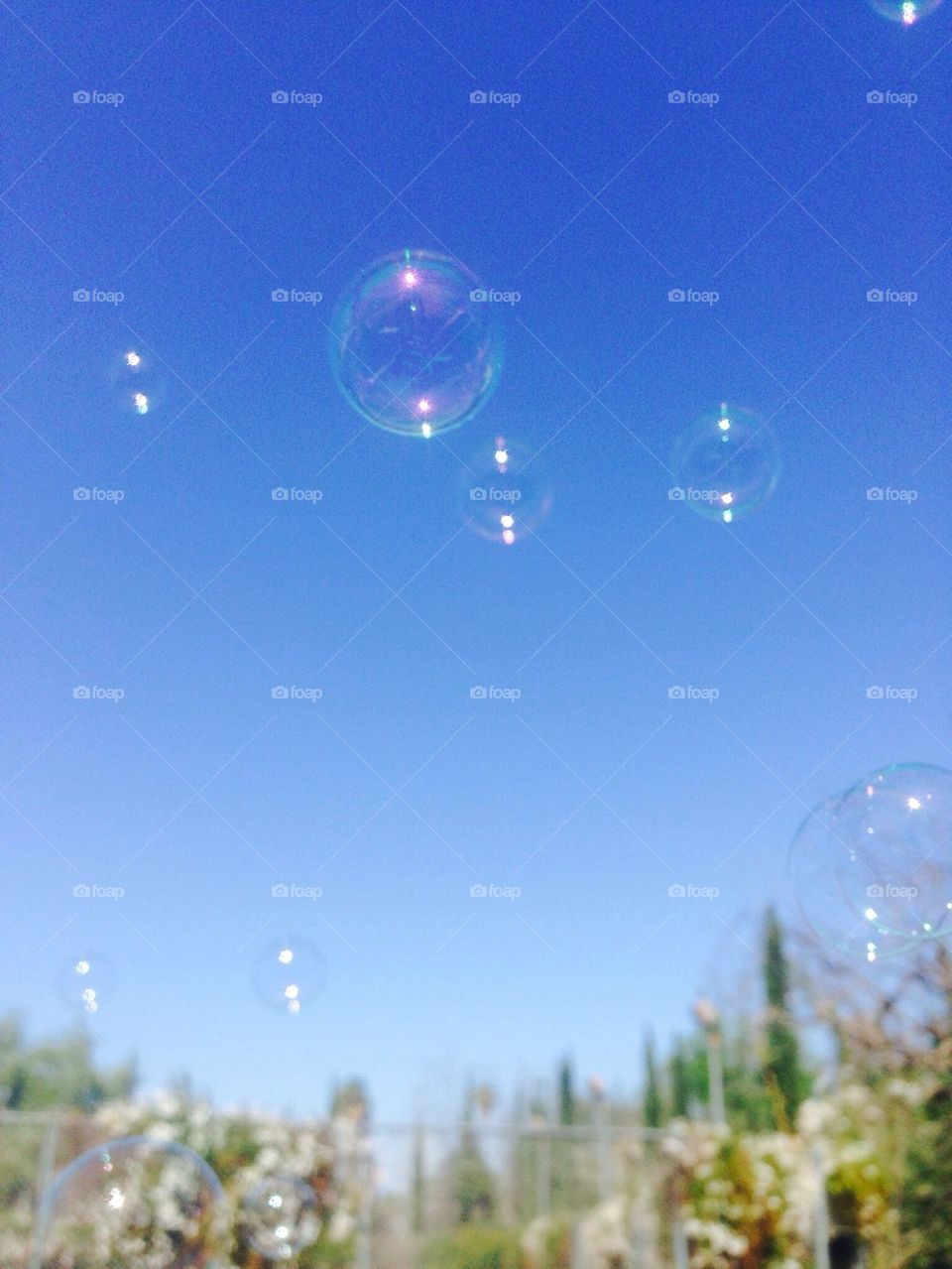 Bubbles 