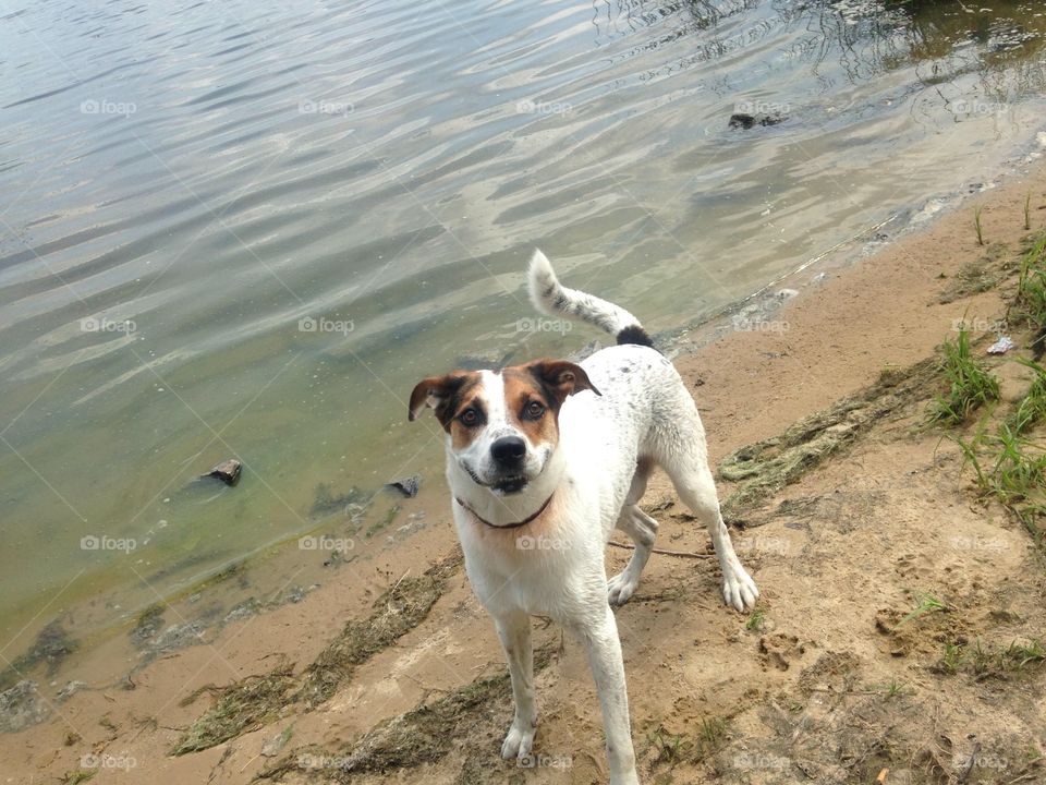 Cute smiling dog 