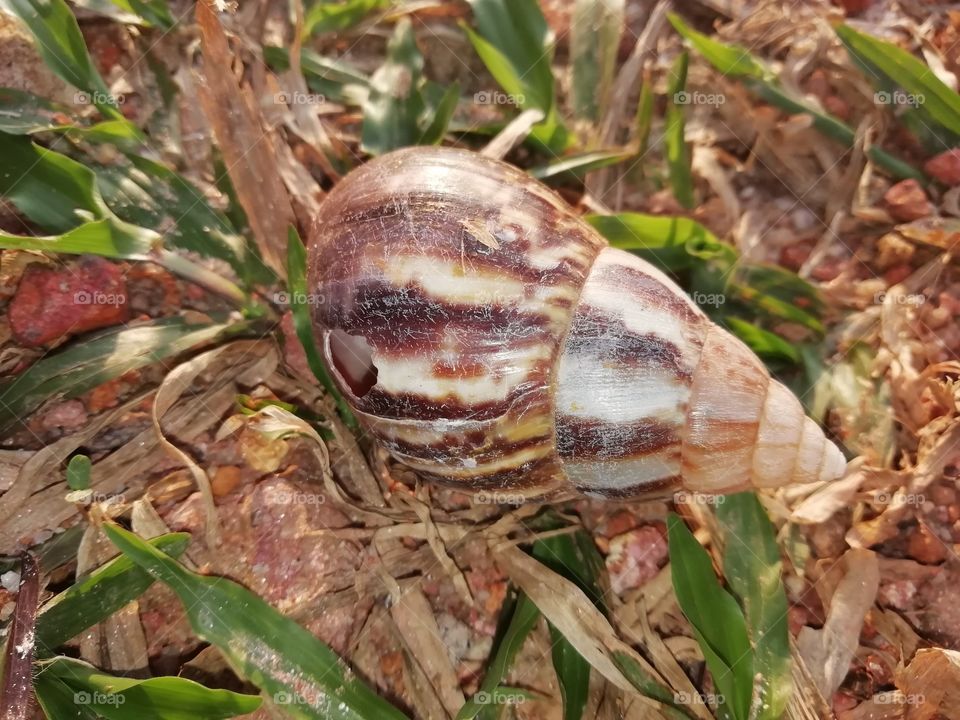 Snail Shell