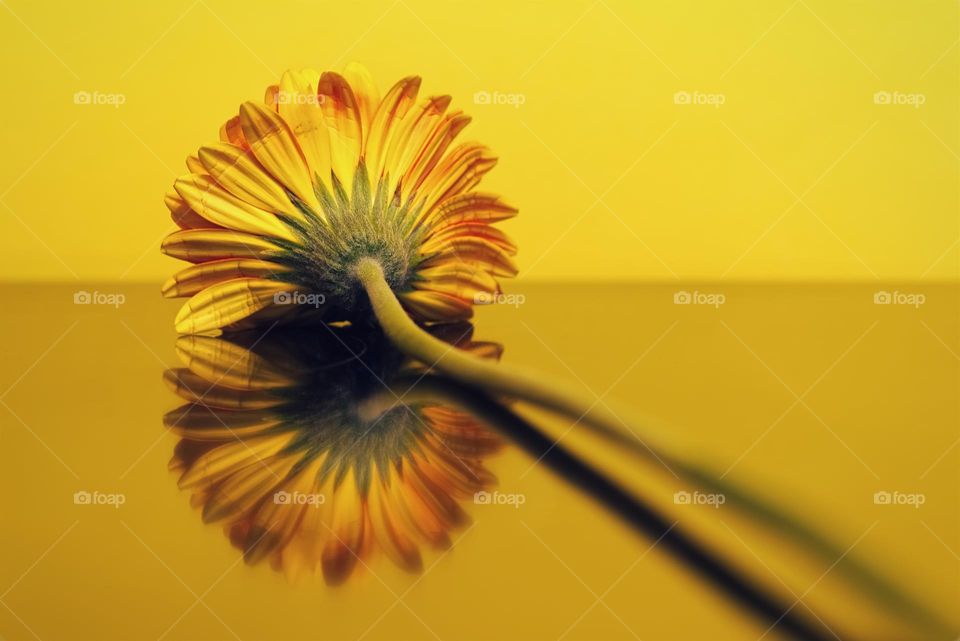 yellow flower reflected in glass surface