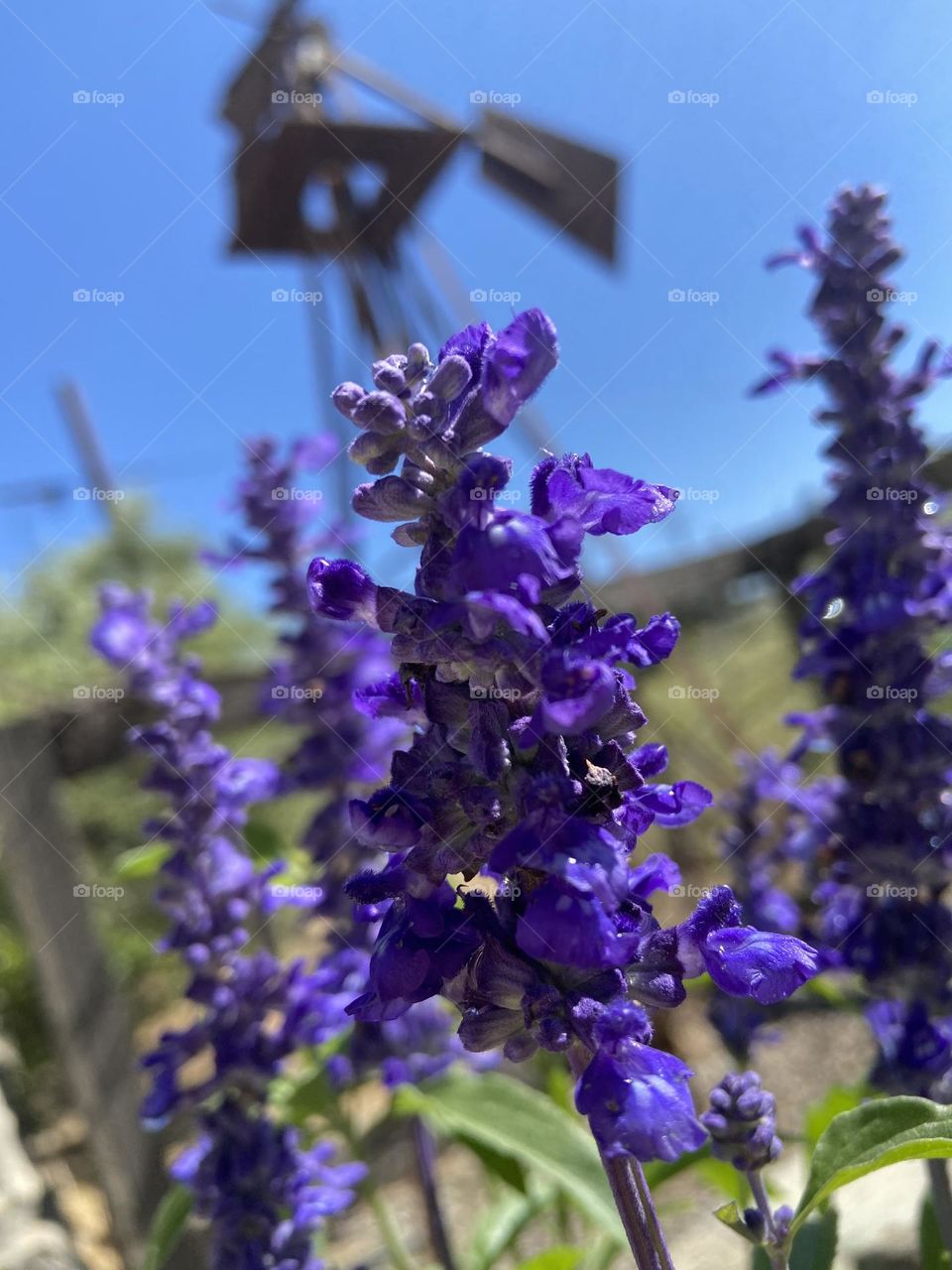 Purple flowers by weather vane.