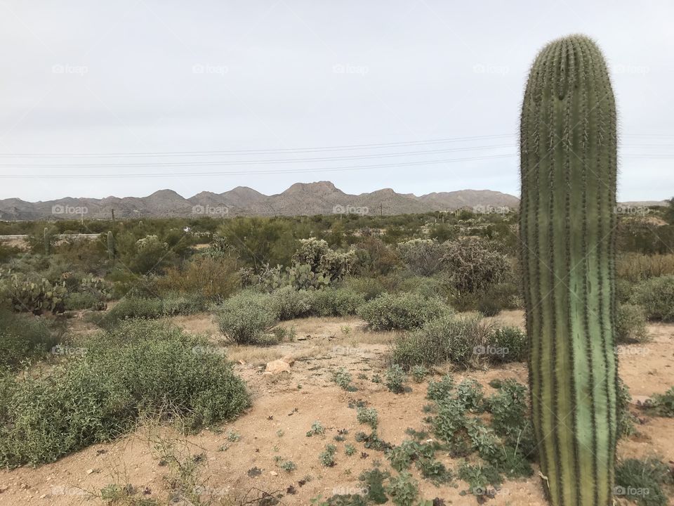 Arizona desert 