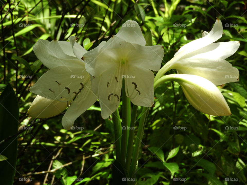 White Lily