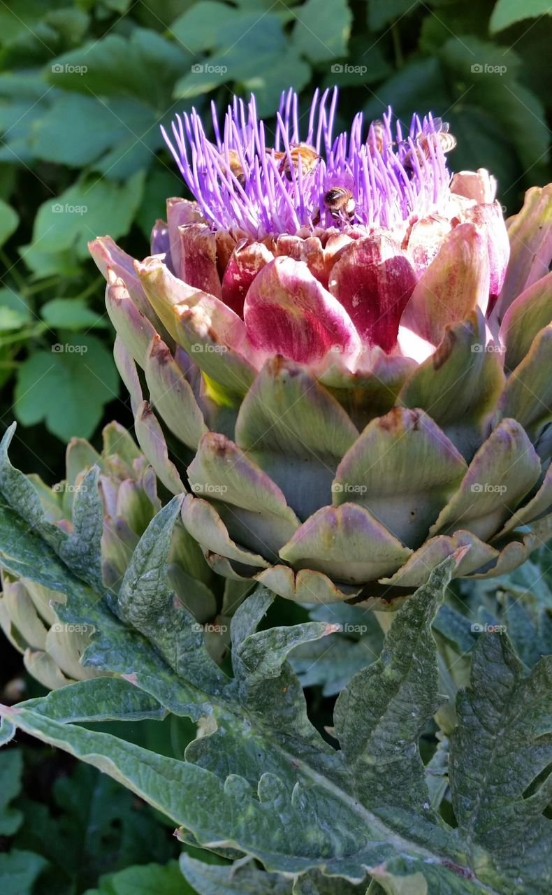 Blooming Artichoke Full of Bees