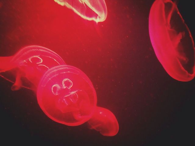 Jellyfish