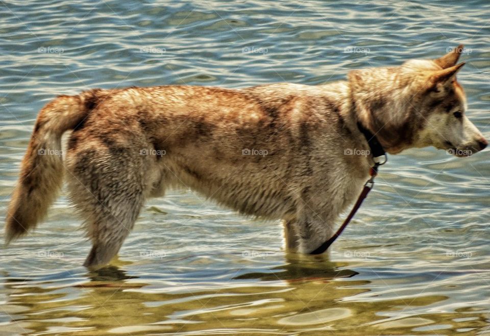 Husky in the Ocean