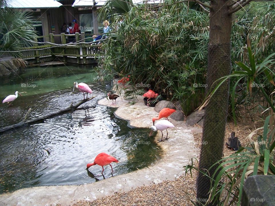 Flamingos
