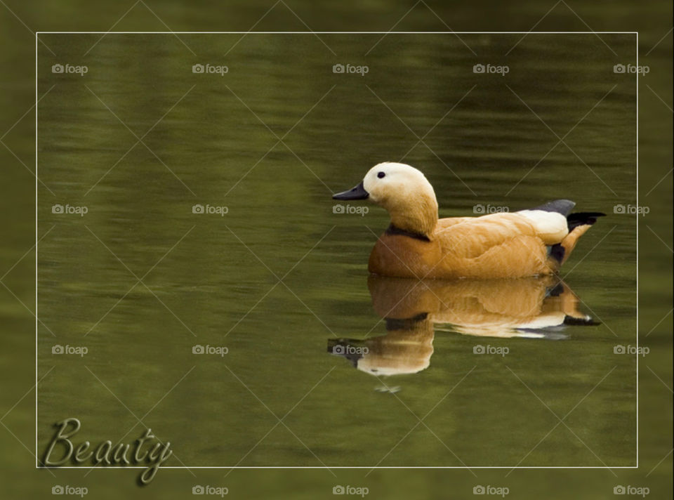 Ruddy shelduck