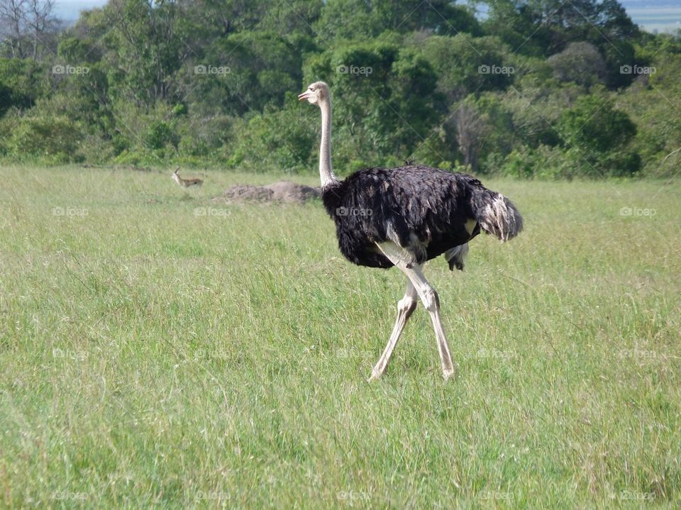 Fast bird running, Ostrich in all her glamour. Mara, Kenya, Africa.