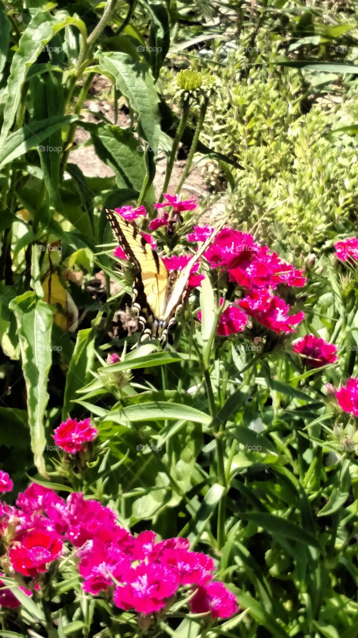 Monarch butterfly in the garden