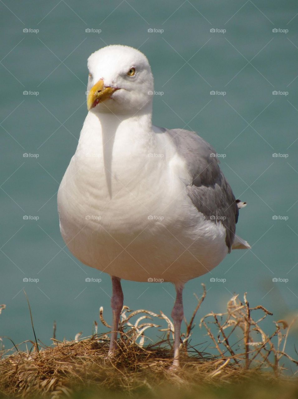 seagull