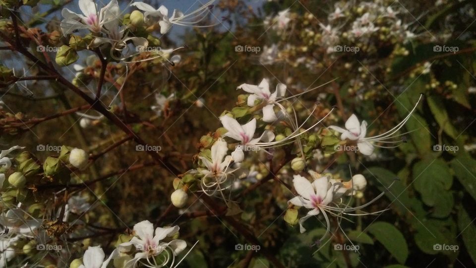 A beautiful scene of flowers plant in the forest.