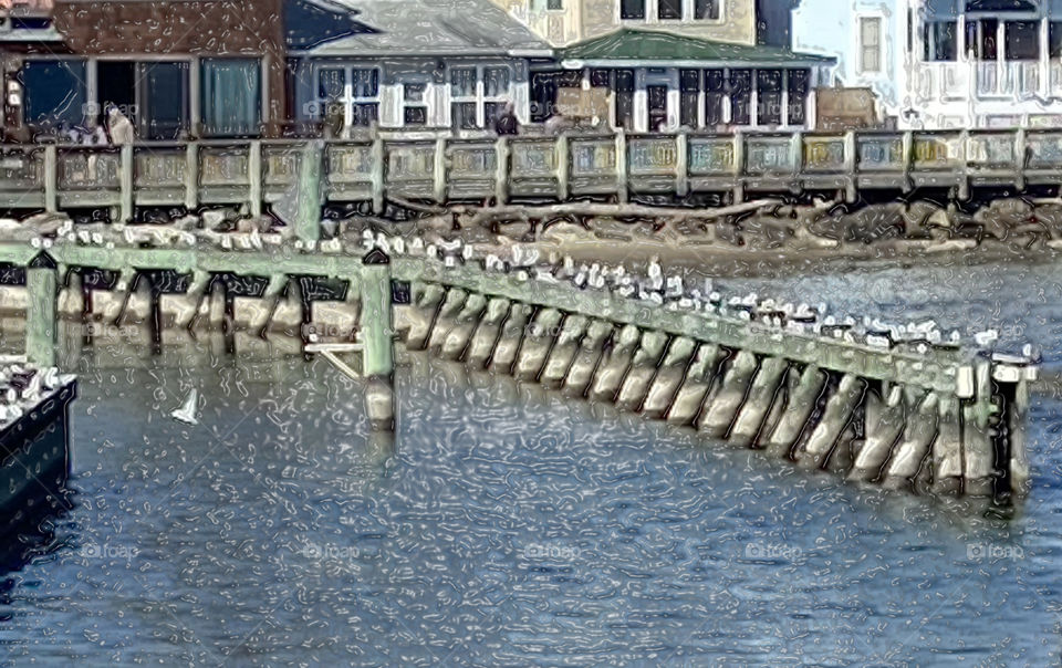 North Beach Md with seagulls.