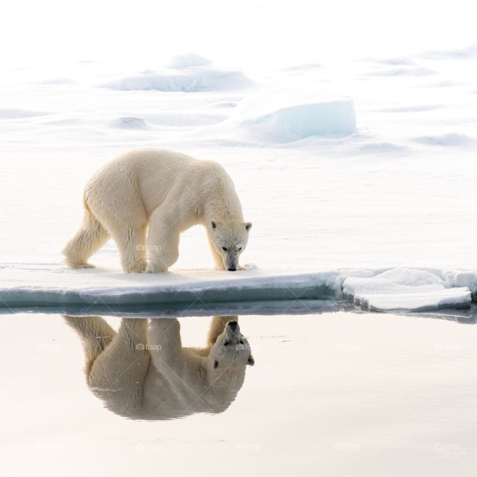 Polarbear mirroring himself