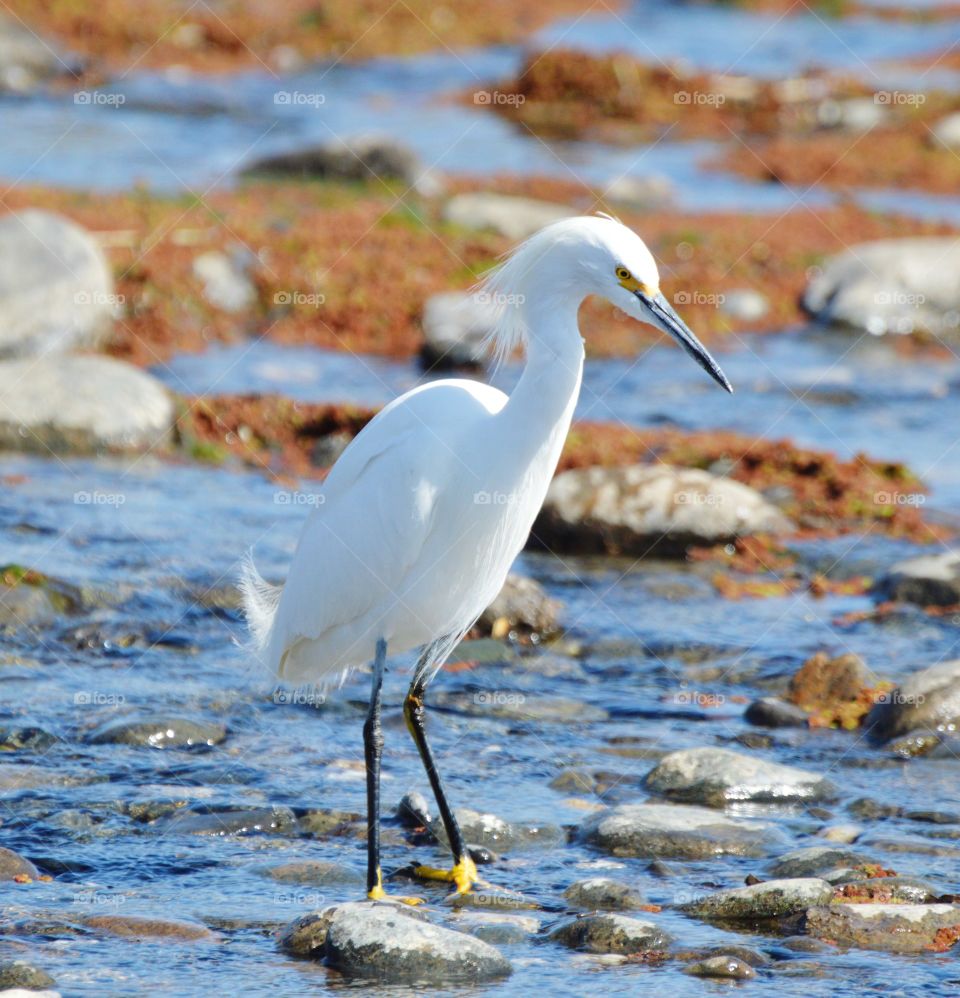 close up of a white heron standing in the water fishing