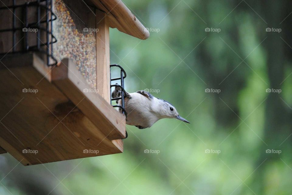 wild bird on a feeder
