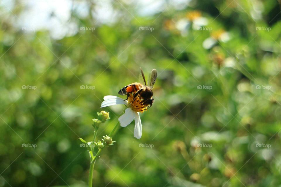 Bee