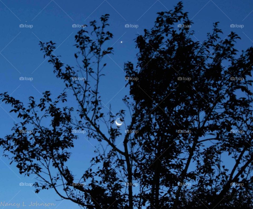 Venus and Moon rising through trees