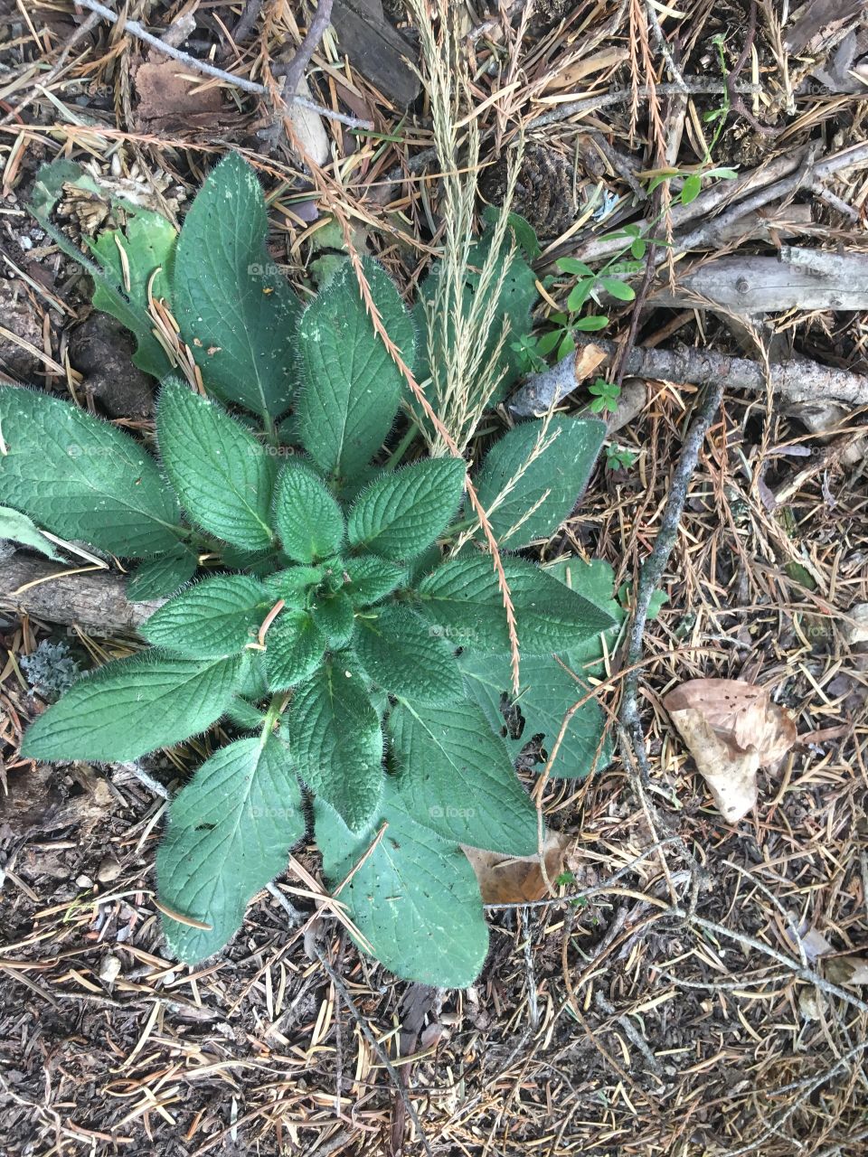 Linda planta en el campo
