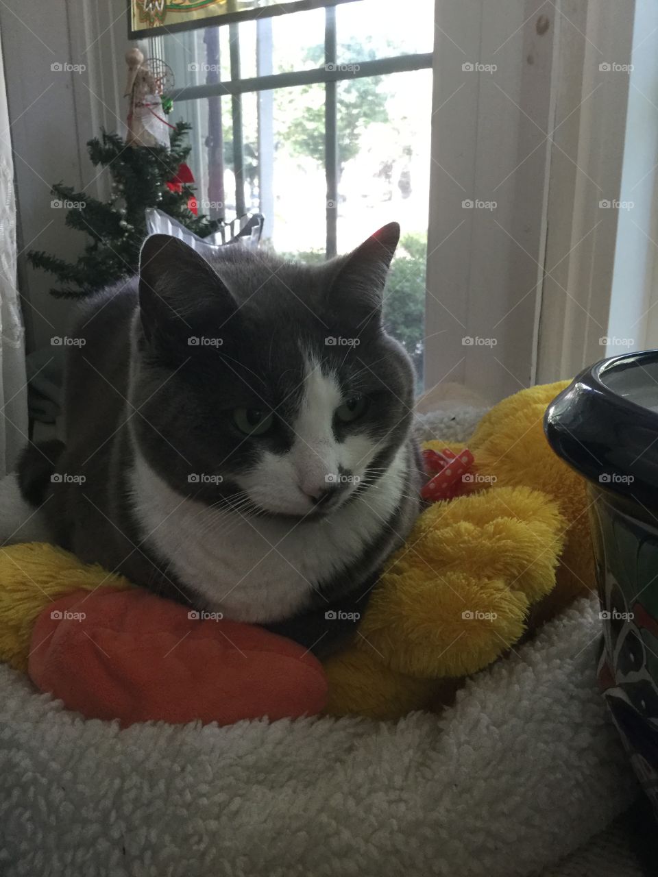 Cat, Pet, Family, Portrait, Mammal