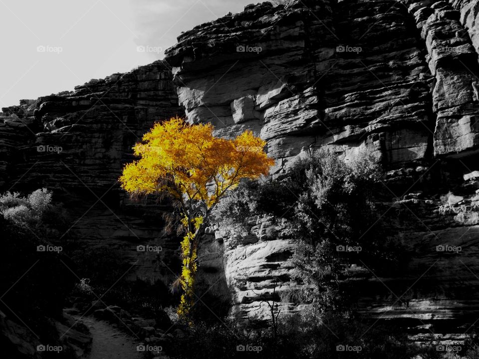 Color pop image of a vivid yellow fall foliage of tree against a grayscale view of the wall of the Grand Canyon in Arizona as seen along the Bright Angel Trail. 