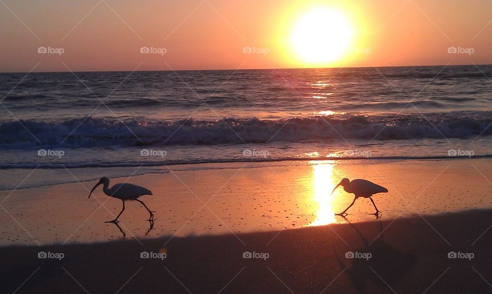 Sea Birds Sunrise