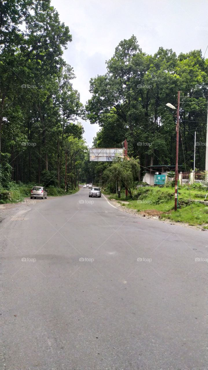 Road through the woods