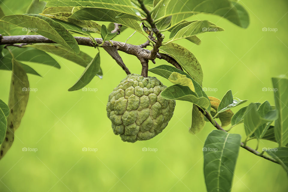 Custard apple on a tree The background in paddy fields.