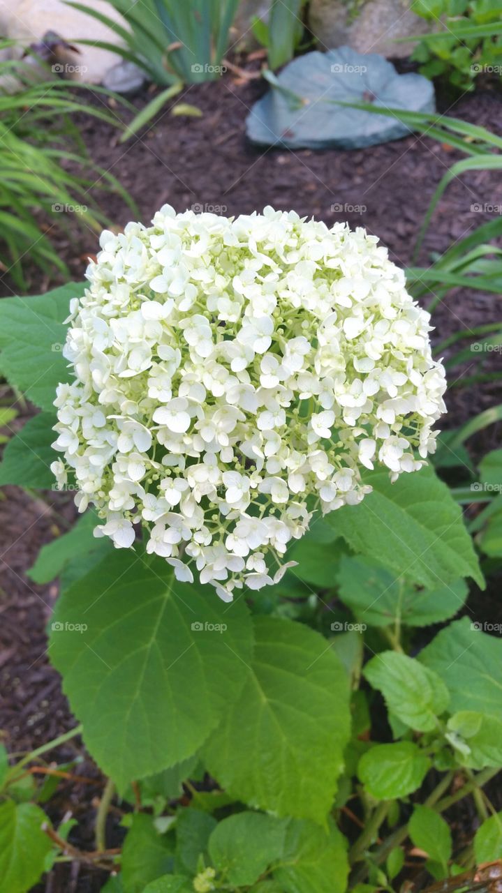 Hydrangea