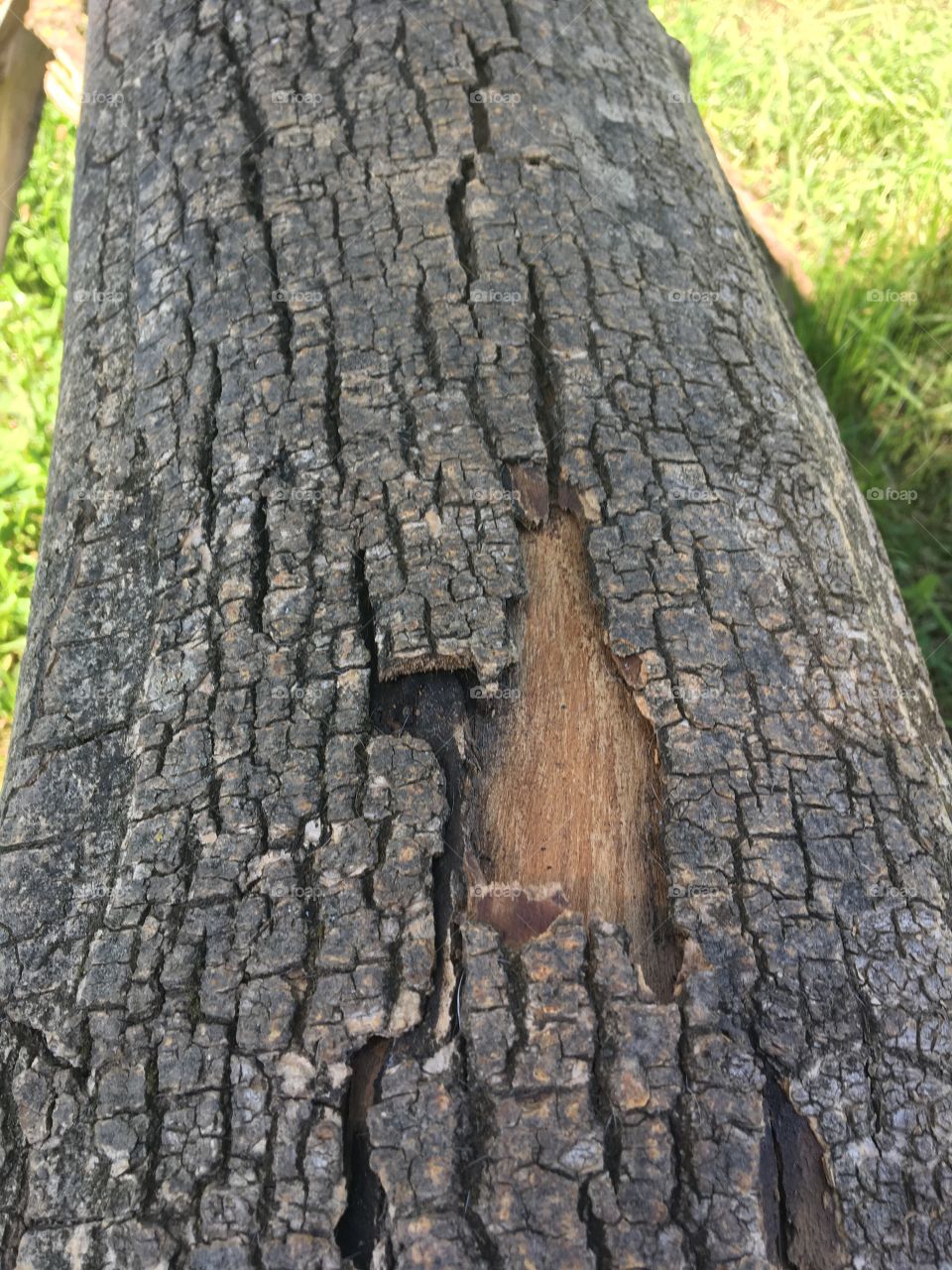 Tree bark