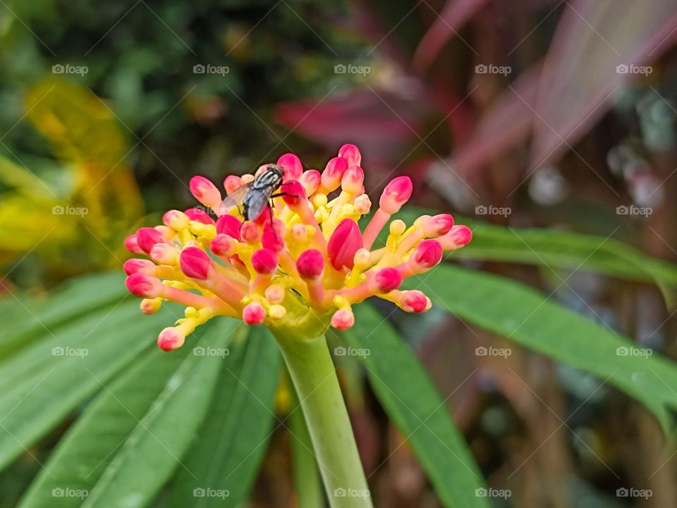 Close-up of a fly landing on a yellow and red flower in a garden