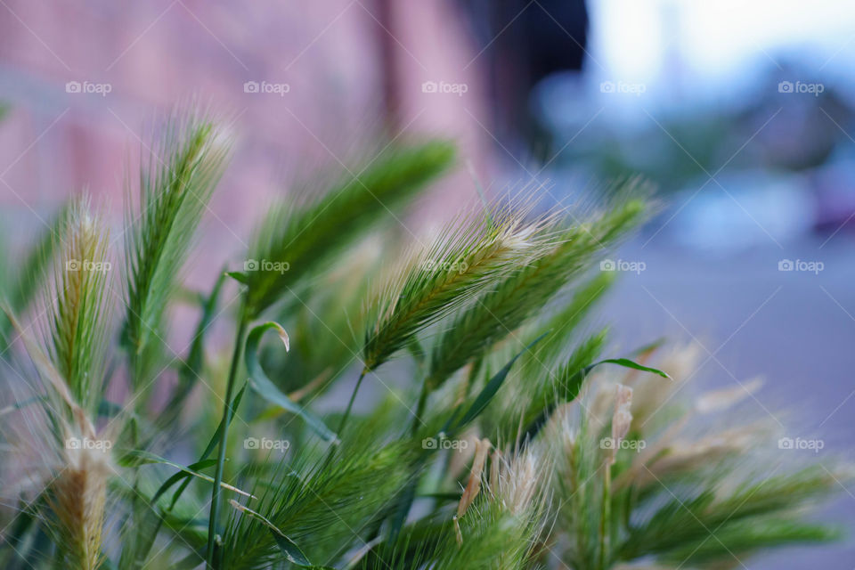 Sidewalk Grass