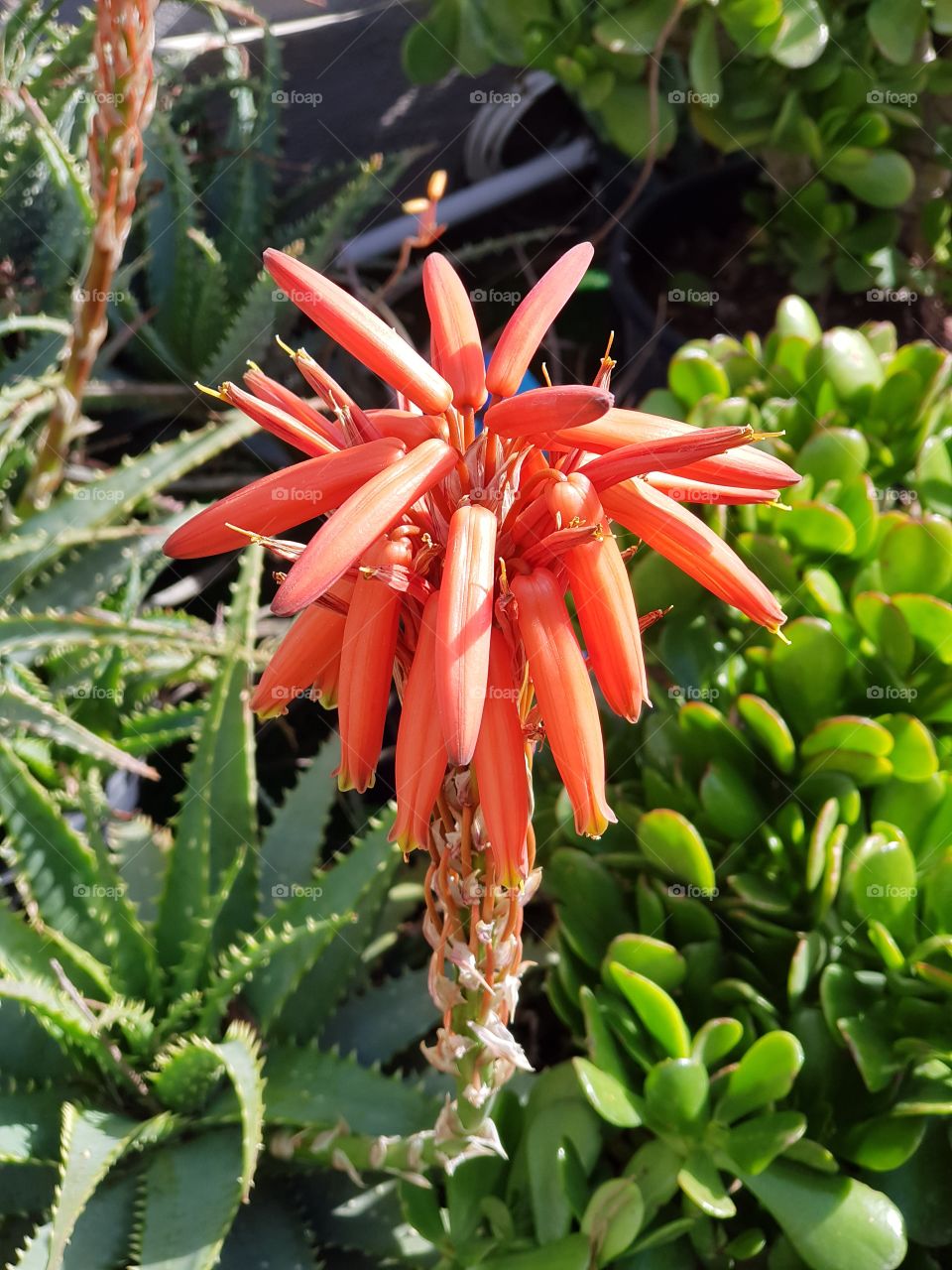 coral flower on ducvulent6