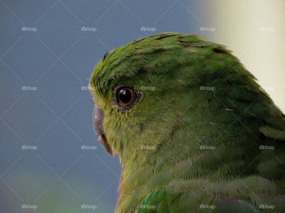 King parrot closeup 