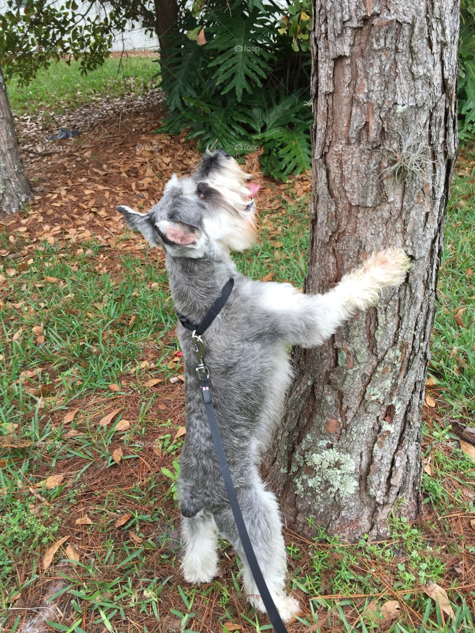 Miniature Schnauzer looking at squirrel up tree. 