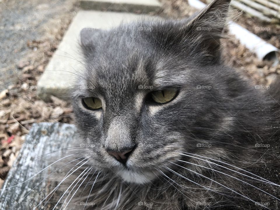 Cute gray kitty doing kitty things