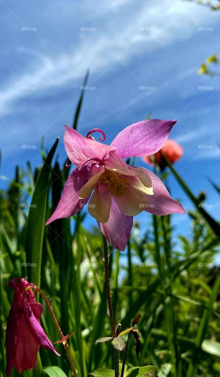 Close up on a pink columbine among the greenery under a bright blue sky in my garden