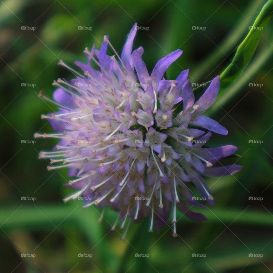 purple flower