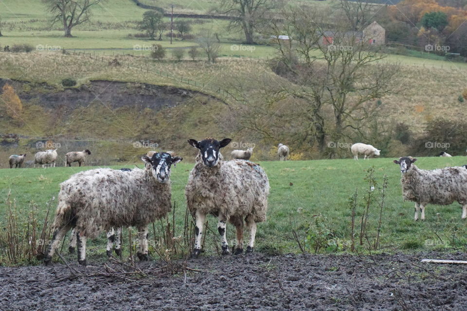 English countryside ... sheep 