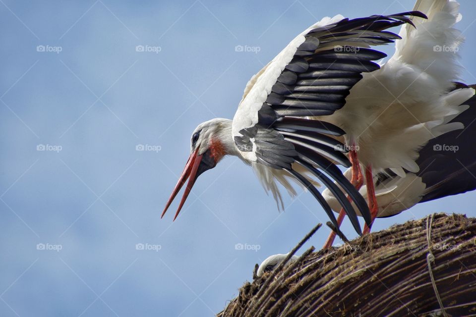 Stork on a nest