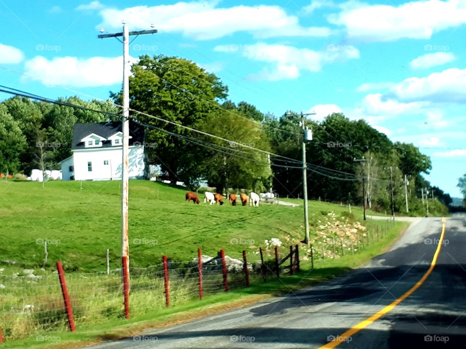 country farm with grazing cows along a countryside road