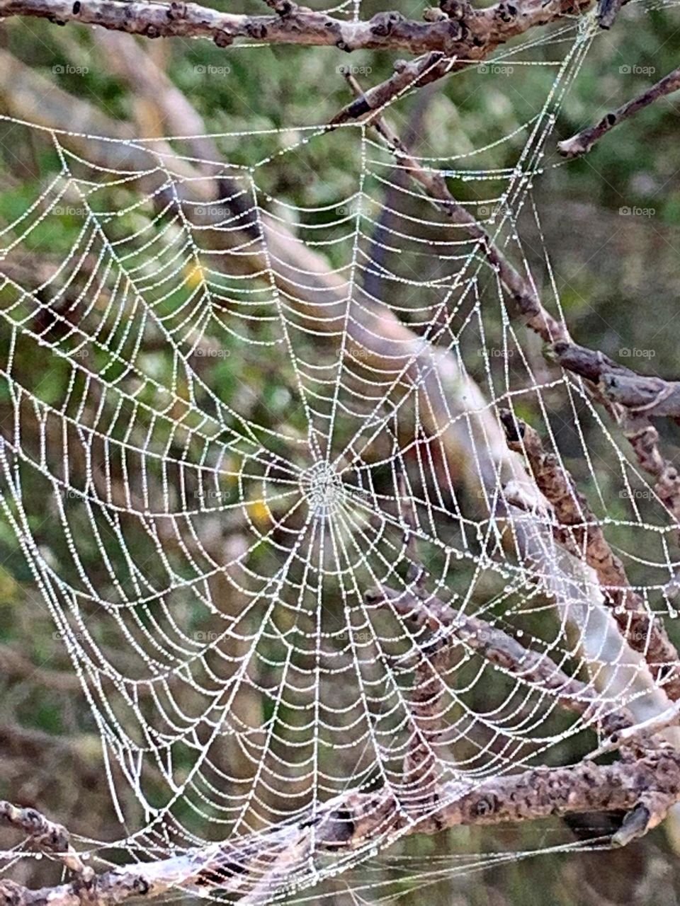 Liquids are cool - A closeup of beautiful dewdrops on a massive symmetrical spider web - like freshly cut diamonds