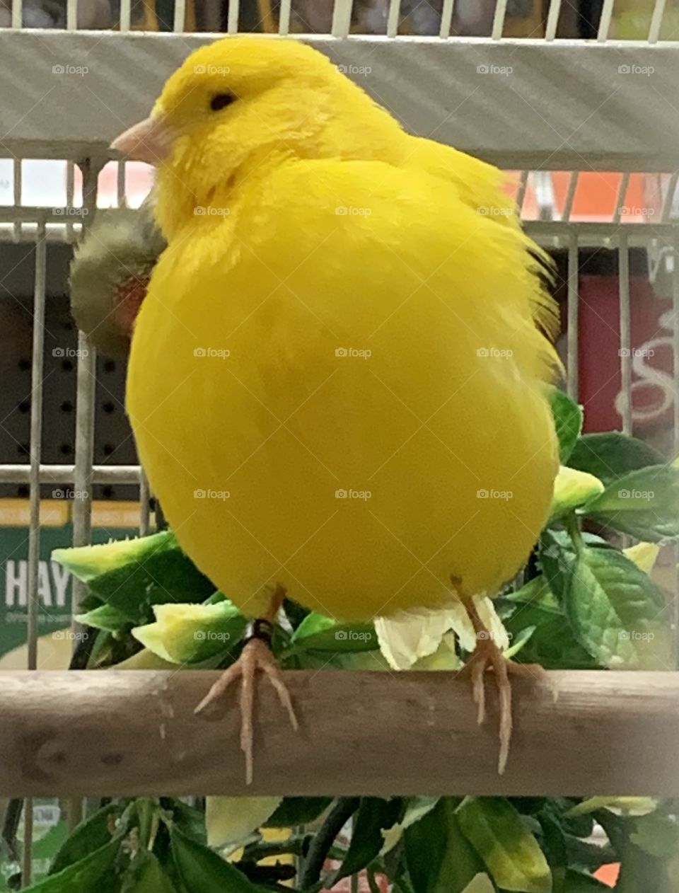 Canary 