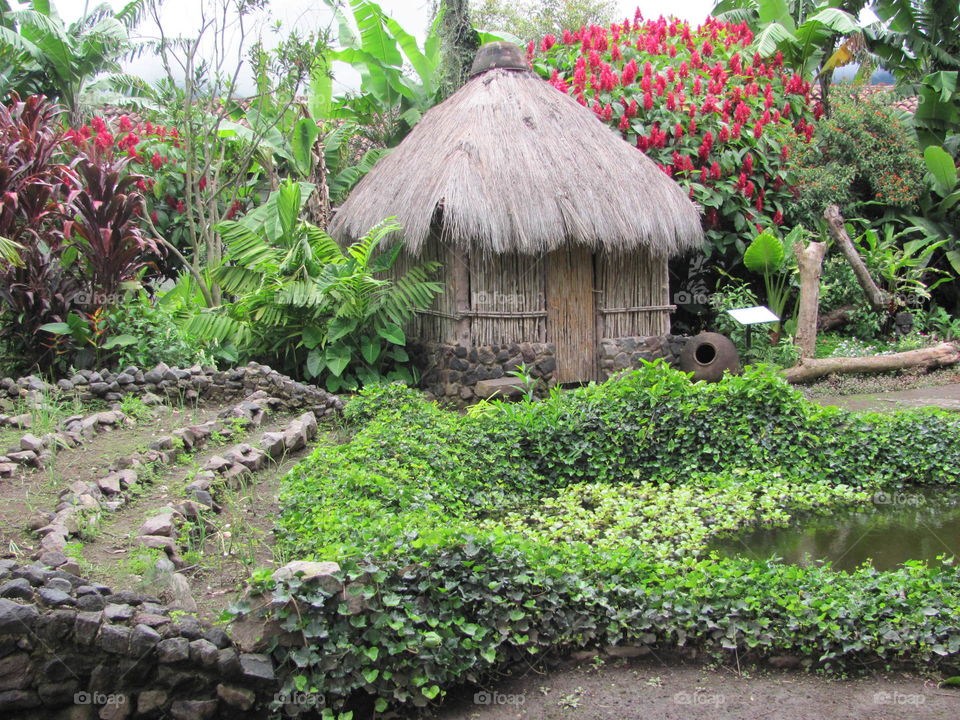 Garden, Flower, Flora, House, Leaf